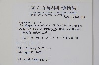 細纍子草藏品圖，第2張