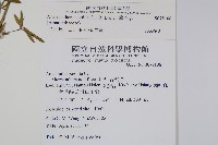 蓮子草藏品圖，第2張