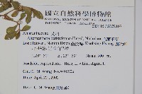 毛蓮子草藏品圖，第2張