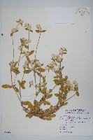 假千日紅藏品圖，第1張