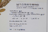 假千日紅藏品圖，第2張