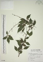 霧社山櫻花藏品圖，第1張