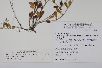 細纍子草藏品圖，第2張