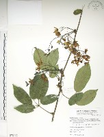 石月、橢圓葉石月藏品圖，第1張