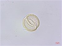 石月、橢圓葉石月藏品圖，第3張