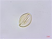 石月、橢圓葉石月藏品圖，第4張