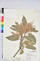 短尾柯、油葉杜、嶺南柯藏品圖，第1張