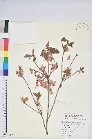 南澳杜鵑藏品圖，第1張