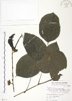 血藤、青山籠藏品圖，第1張