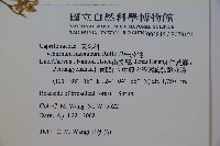 呂宋莢迷藏品圖，第2張