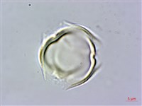 菽草藏品圖，第1張