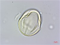 菽草藏品圖，第2張