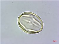 菽草藏品圖，第3張