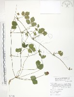 登錄號:S078136藏品圖，第1張