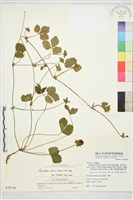登錄號:S078136藏品圖，第2張