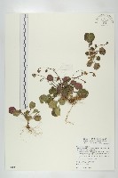 倒卵葉裂緣花藏品圖，第1張