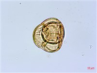 凹葉越橘藏品圖，第3張