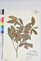 西施花、青紫木藏品圖，第1張