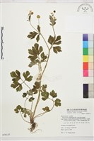 水辣菜、禺毛茛藏品圖，第1張