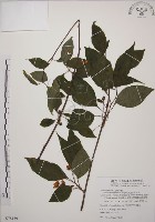 阿里山五味子藏品圖，第1張