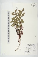 臺灣馬桑藏品圖，第1張