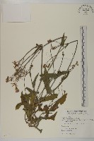 纓絨花藏品圖，第1張