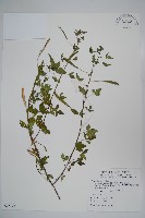平伏莖白花菜、成功白花菜藏品圖，第1張