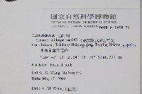 平伏莖白花菜、成功白花菜藏品圖，第2張