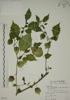 燈籠草藏品圖，第1張