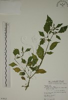 燈籠草藏品圖，第1張