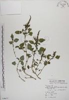 野莧菜藏品圖，第1張