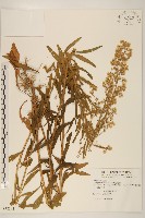 野茼蒿藏品圖，第1張