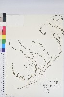 伏生大戟藏品圖，第1張