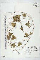 紅花野牽牛藏品圖，第1張