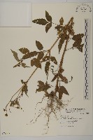 鬼針藏品圖，第1張