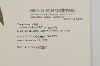 大花咸豐草藏品圖，第2張