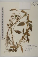 大花咸豐草藏品圖，第1張