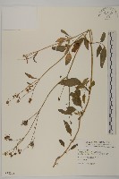 大花咸豐草藏品圖，第1張