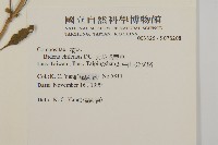 大花咸豐草藏品圖，第2張