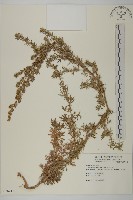 艾藏品圖，第1張