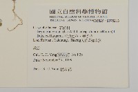 荷蓮豆草、菁芳草藏品圖，第2張