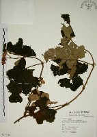 粗葉懸鉤子藏品圖，第1張