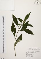 臺灣鱗球花藏品圖，第1張