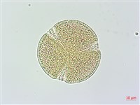 變葉姬旋花藏品圖，第2張