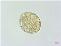 變葉姬旋花藏品圖，第4張
