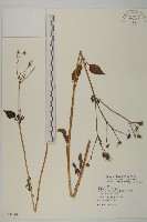 鬼針藏品圖，第1張