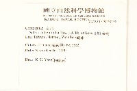 假吐金菊藏品圖，第2張