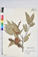 火燒柯、栲樹藏品圖，第1張