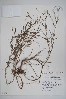 伏毛天芹菜藏品圖，第1張