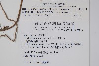 伏毛天芹菜藏品圖，第2張